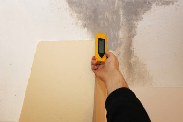 Best Biohazard Mold Removal  in Rockville, IN