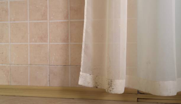 Best Mold-Related Health Consultation  in Rockville, IN