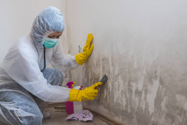 Best Commercial Mold Inspection  in Rockville, IN