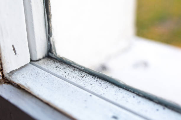 Best Industrial Mold Remediation  in Rockville, IN