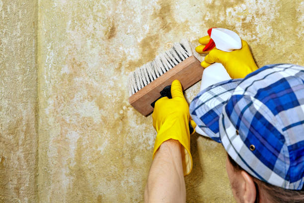 Best Crawl Space Mold Remediation  in Rockville, IN