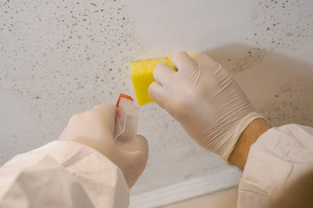 Asbestos and Lead Testing During Mold Inspection in Rockville, IN