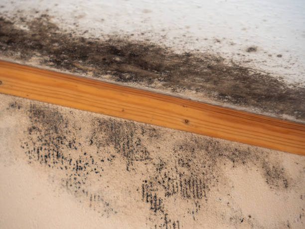 Best Dehumidification Services  in Rockville, IN