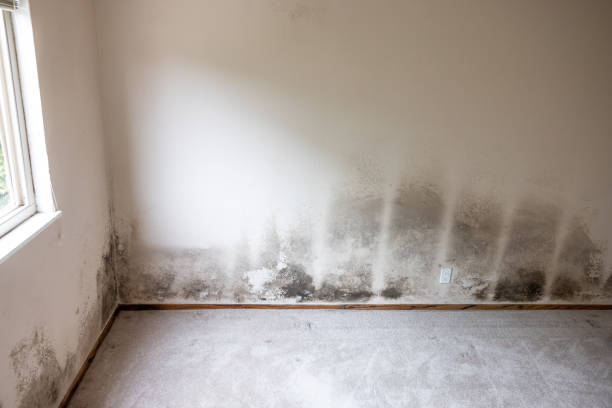 Trusted Rockville, IN Mold Removal Experts