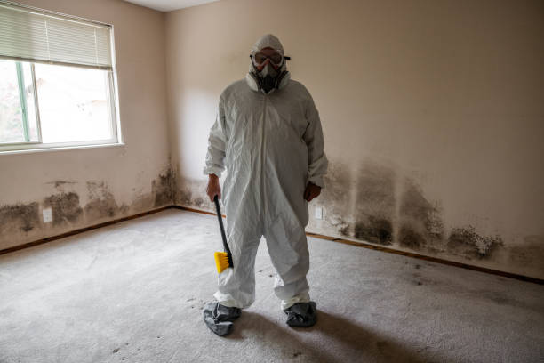 Best Attic Mold Removal  in Rockville, IN