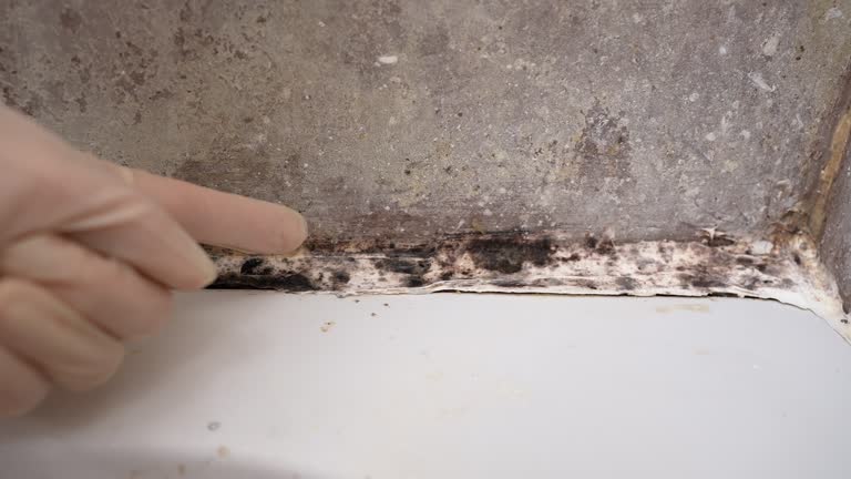 Best Asbestos and Lead Testing During Mold Inspection  in Rockville, IN